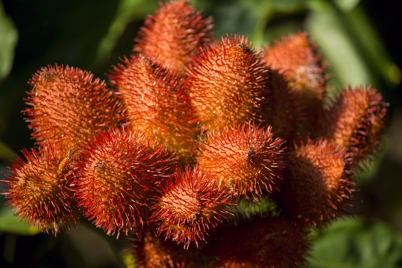 Annatto, Achiote, or the Lipstick Tree