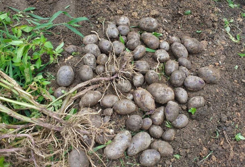 Fast-Track to Greater Self-Sufficiency