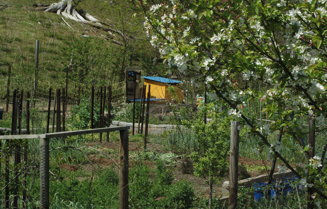 Potager Gardening in a Crisis