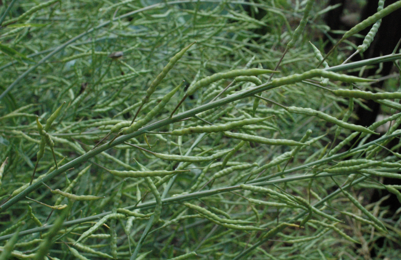 Growing and Harvesting Mustard for Spice