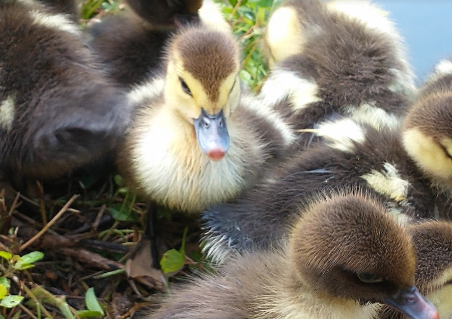 Raising Ducklings Week 1 (with Video)