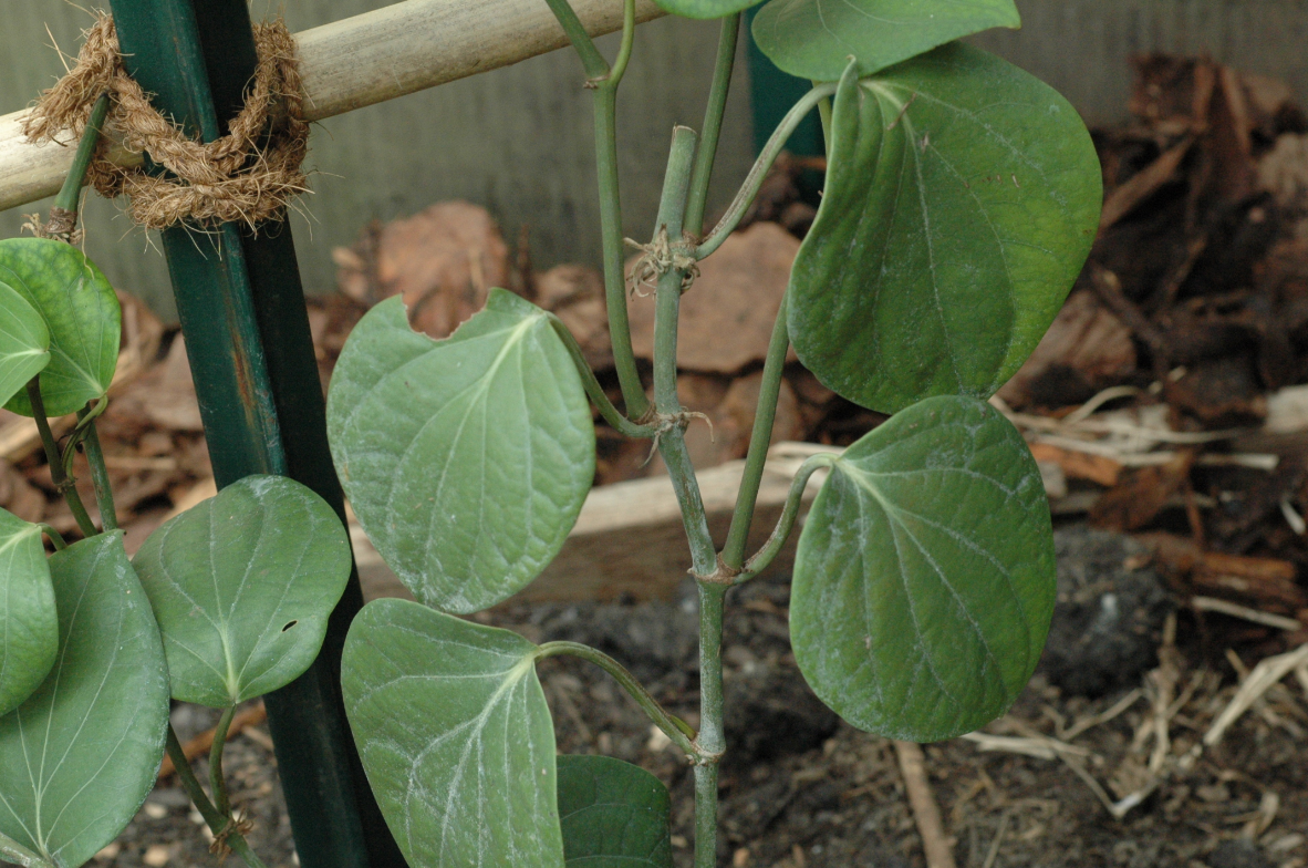 Free Course on Growing Spices