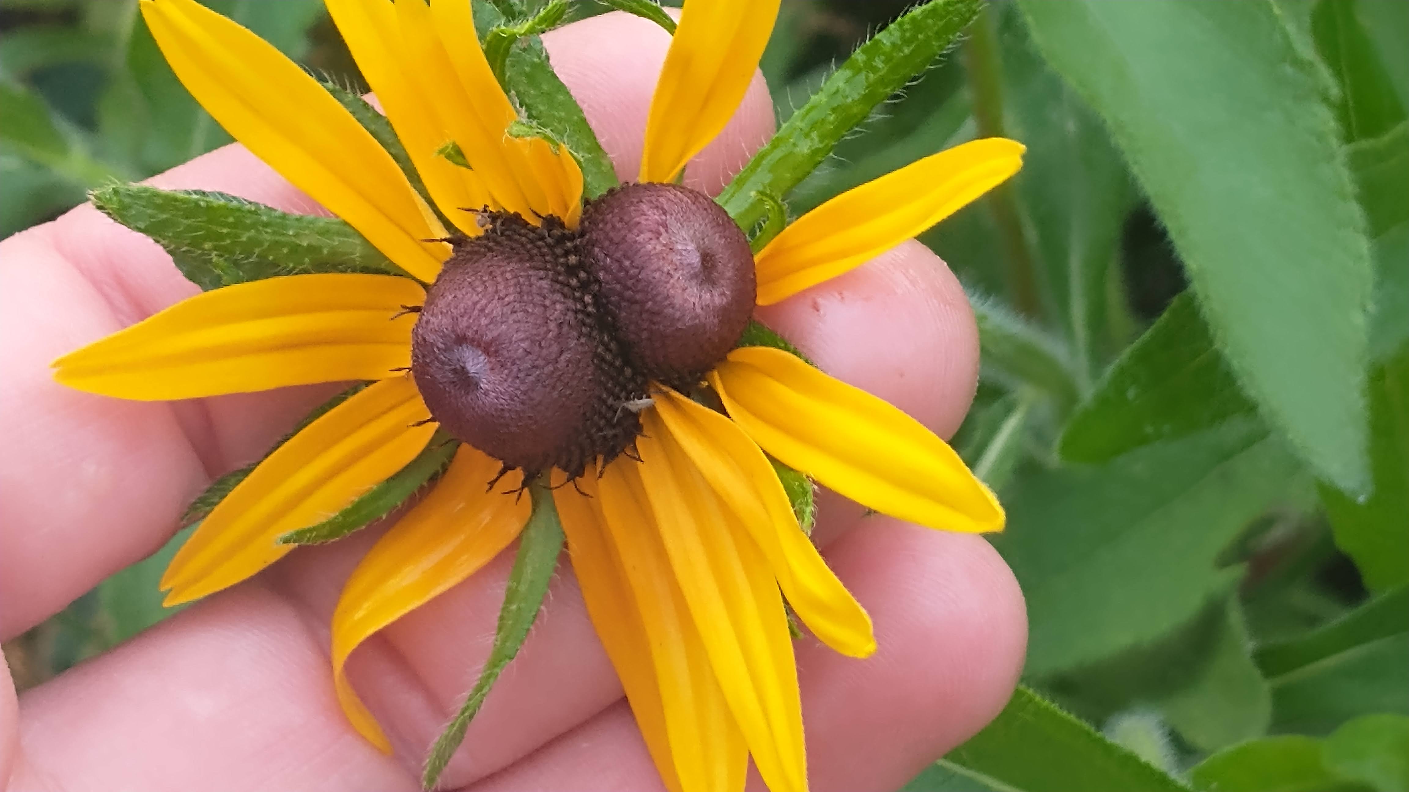 Weed-Free Gardening, Superfood Gardening Summit, and More Posts Soon!