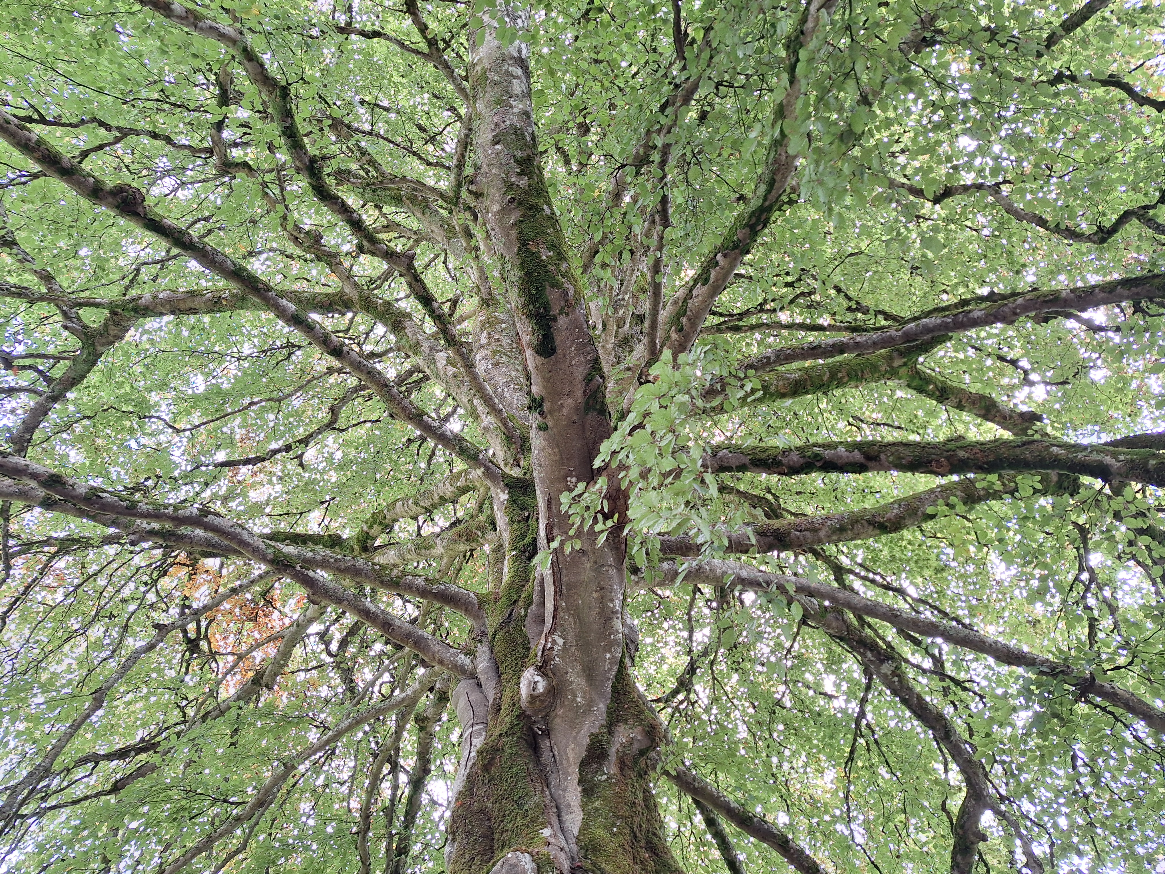 Contemplating: The Colony by Annika Norlin