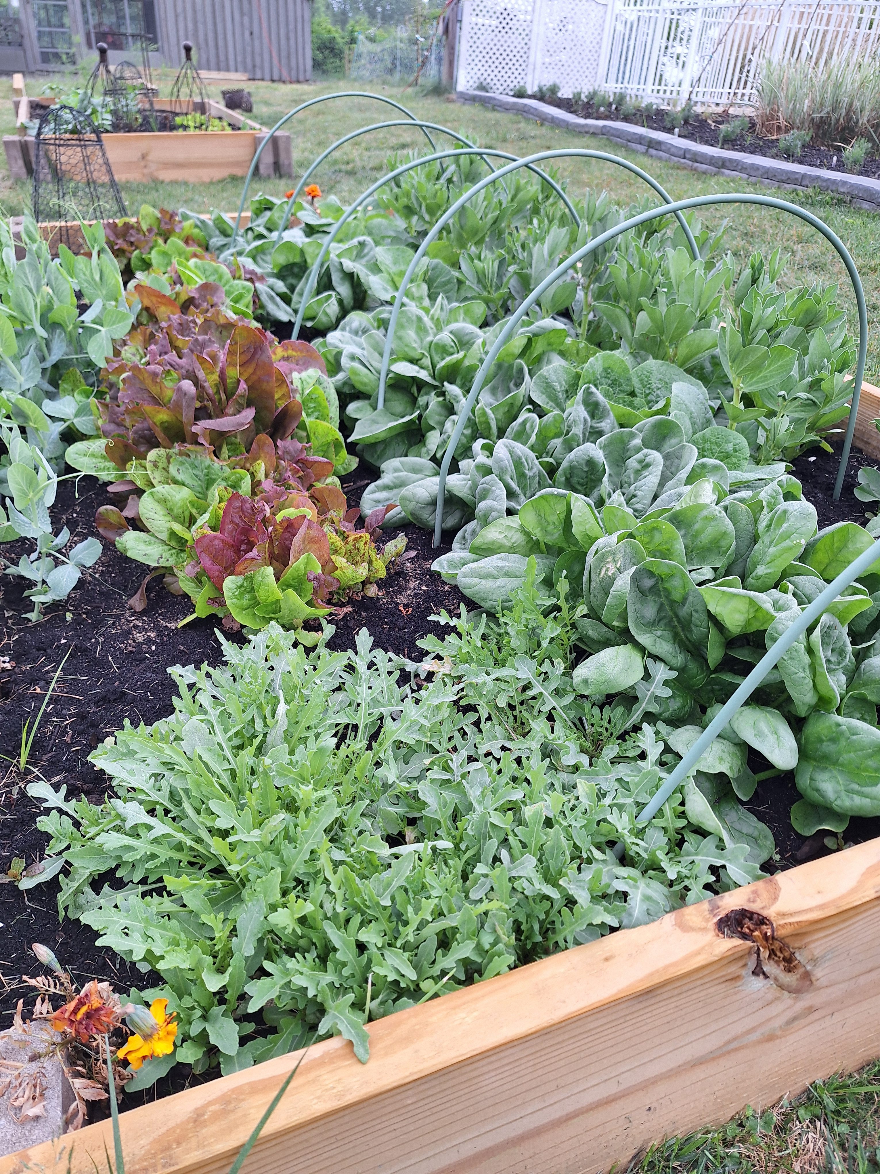 The New Kitchen Garden